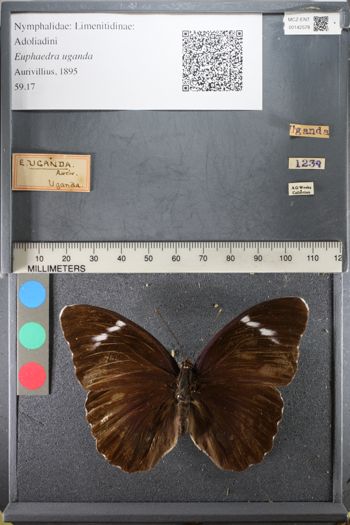 Media type: image;   Entomology 142578